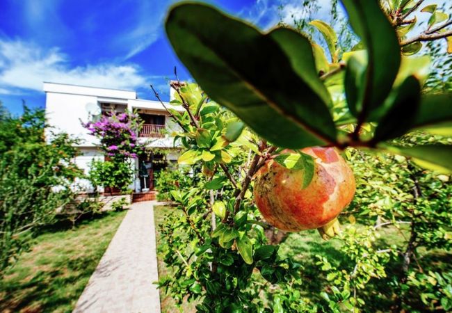 Apartment in Starigrad - Beachfront apartment Stipe Apartment in Starigrad - Beachfront apartment Stipe