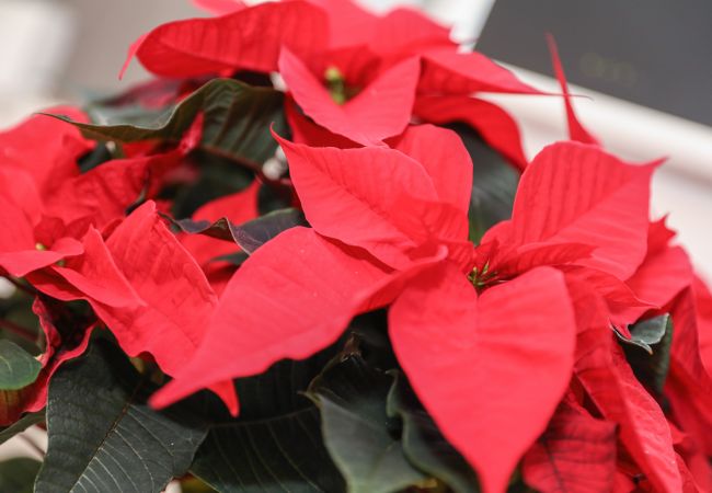 House in Edinburgh - Beautiful 4 Bedroom Cottage - Free Parking House in Edinburgh - Beautiful 4 Bedroom Cottage - Free Parking